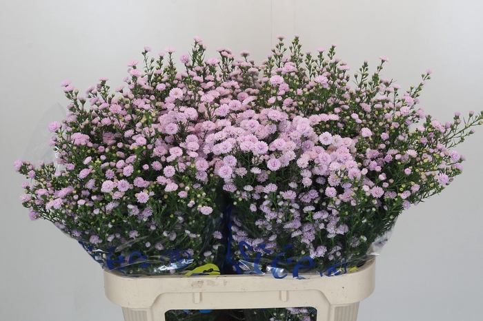 <h4>Aster Baby Pink Pearl</h4>