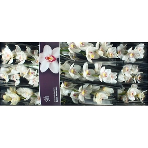Cymbidium Cymb Tak Nr 60