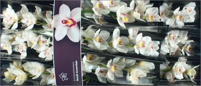 <h4>Cymbidium Cymb Tak Nr 60</h4>