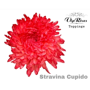 CHR G STRAVINA CUPIDO