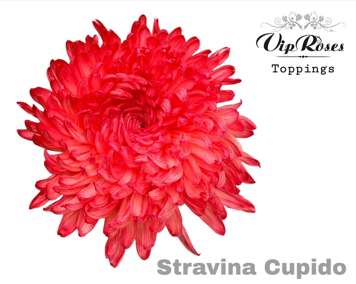<h4>CHR G STRAVINA CUPIDO</h4>