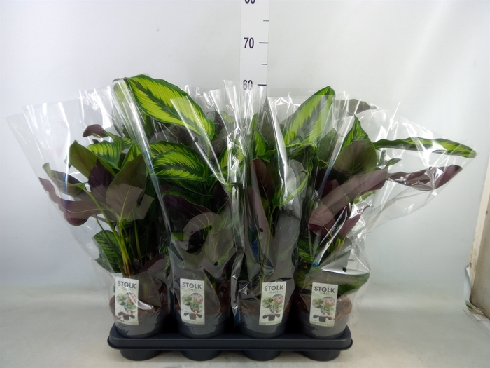 <h4>Calathea   ...</h4>