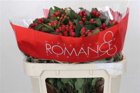 <h4>Hyp True Romance Spray</h4>