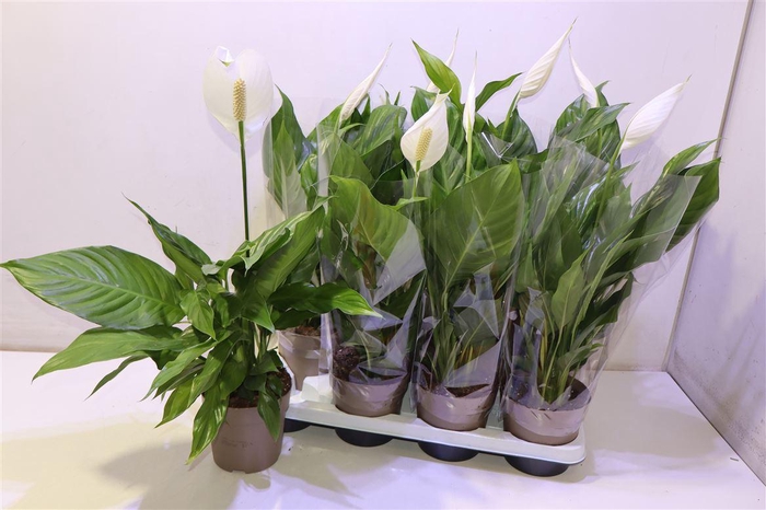 <h4>Spath Sweet Silvio</h4>