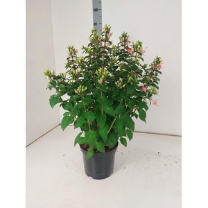 FUCHSIA W JUBELTEEN