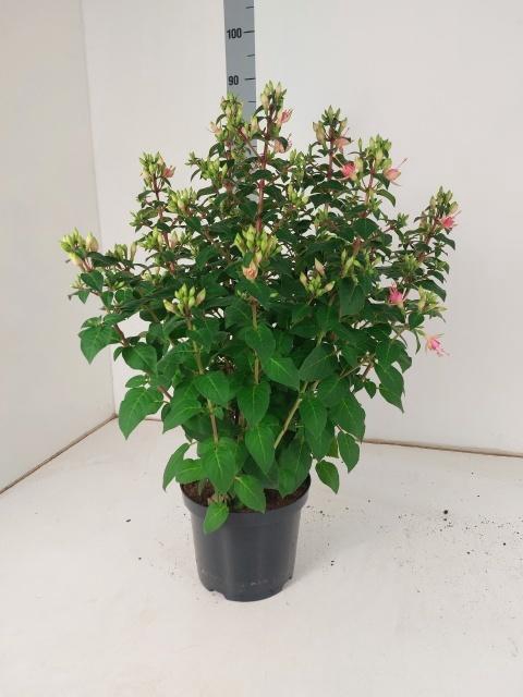 <h4>FUCHSIA W JUBELTEEN</h4>