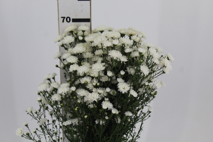 <h4>ASTER MARIANA 060 CM</h4>