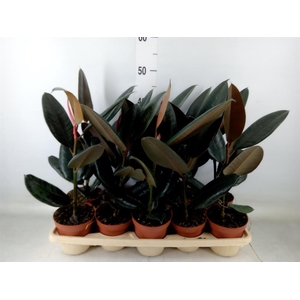 Ficus elastica 'Abidjan'