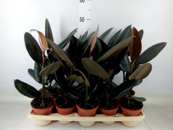 <h4>Ficus elastica 'Abidjan'</h4>