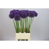 Allium Ambassador