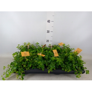 Peperomia rotundifolia