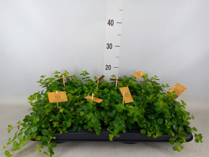 <h4>Peperomia rotundifolia</h4>