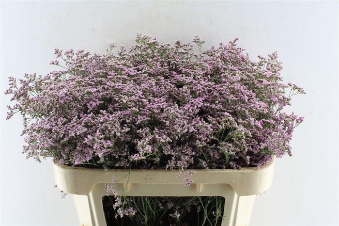 <h4>Lim Saf Oshi Pink</h4>