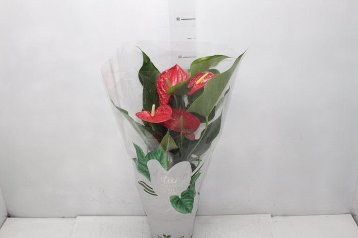 <h4>ANTHURIUM MICHIGAN P17</h4>