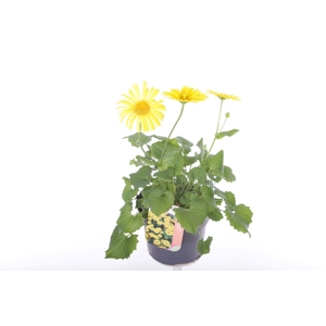Doronicum orientale