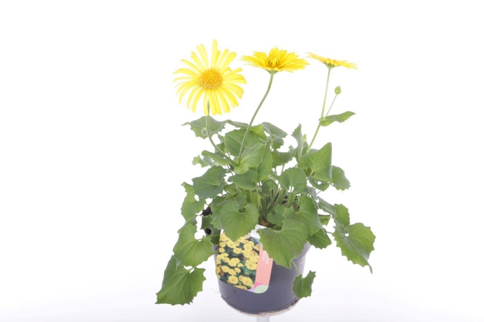 <h4>Doronicum orientale</h4>