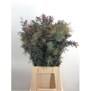 ACACIA BAILEYANA