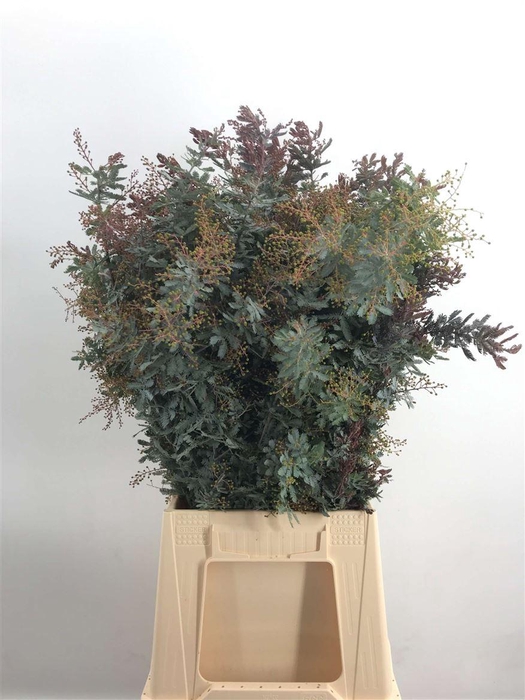 <h4>ACACIA BAILEYANA</h4>