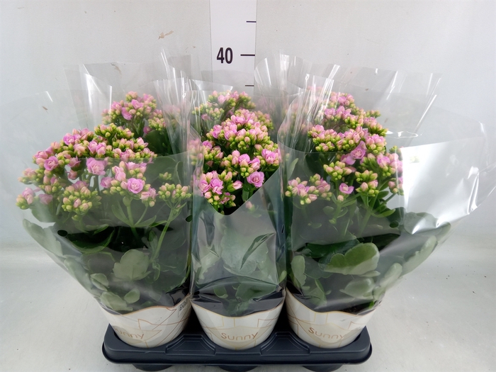 <h4>Kalanchoe  'RoseFlow Graceful Pink'</h4>