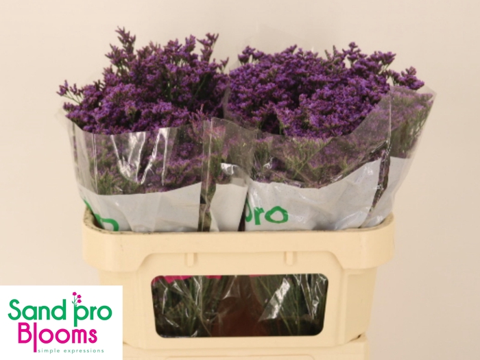 <h4>LIM SHOOTING STAR</h4>