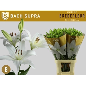 Li La Bach 5+ Supra Bredefleur