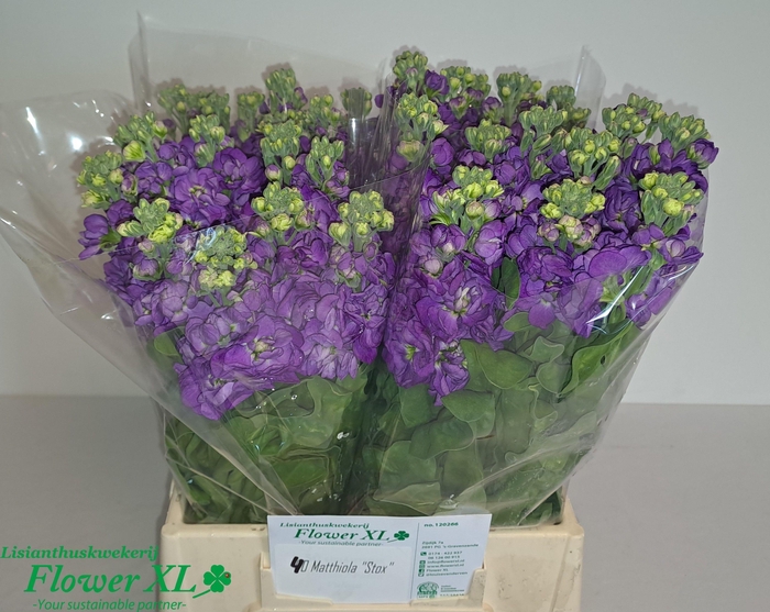 <h4>MATTH MATHILDA BLUE</h4>