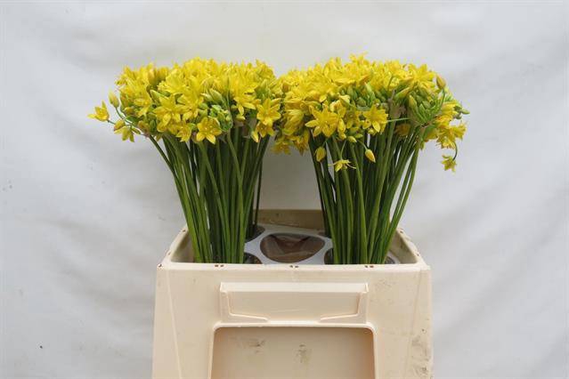 <h4>Allium jeannine</h4>