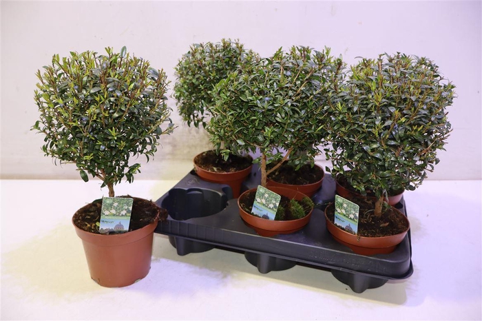 <h4>arr8 Myrtus Com</h4>