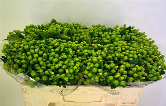 <h4>Hyp Mag Green</h4>