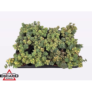 Sedum sieboldii Mediovariegatum
