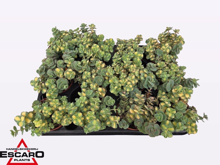 <h4>Sedum sieboldii Mediovariegatum</h4>