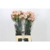 Dianthus St Honey