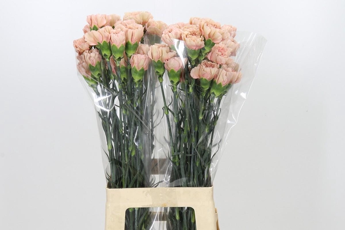 Dianthus St Honey