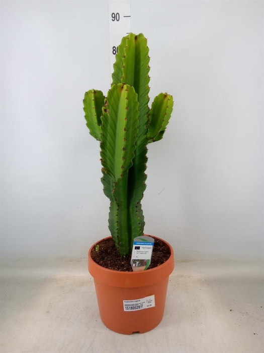 <h4>Euphorbia ingens</h4>
