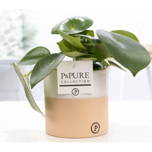 Peperomia Raindrop in P&PURE Rosy ceramics