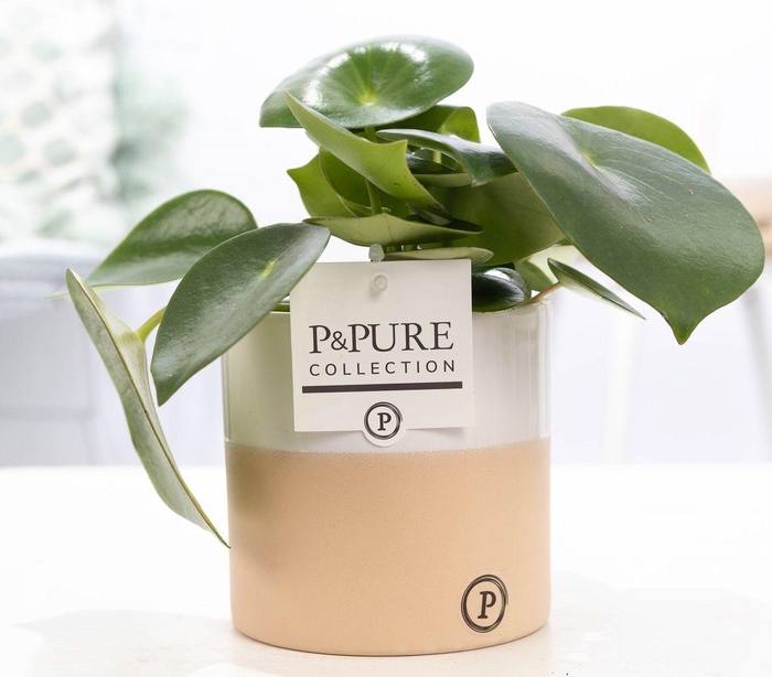 <h4>Peperomia Raindrop in P&PURE Rosy ceramics</h4>