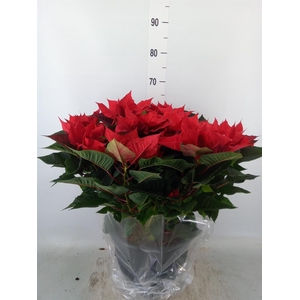 Euphorbia pulc. 'Bella Italia'