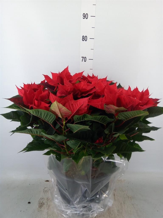 <h4>Euphorbia pulc. 'Bella Italia'</h4>