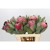 Protea Barbigera Air