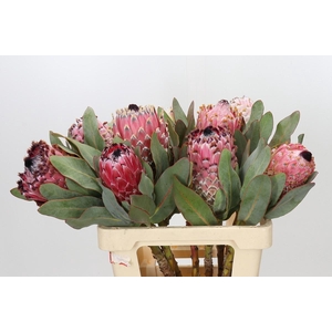 Protea Barbigera Air