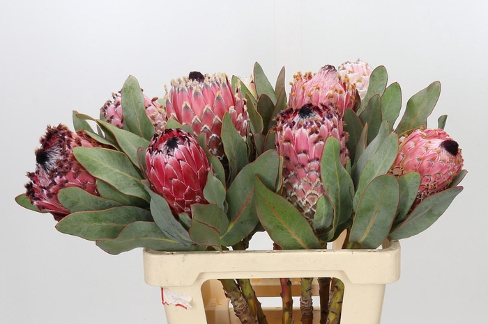 <h4>Protea Barbigera Air</h4>