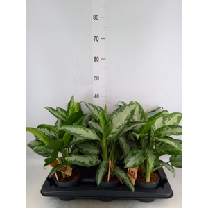 Aglaonema  'Jubilee'