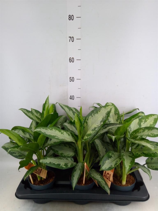 <h4>Aglaonema  'Jubilee'</h4>