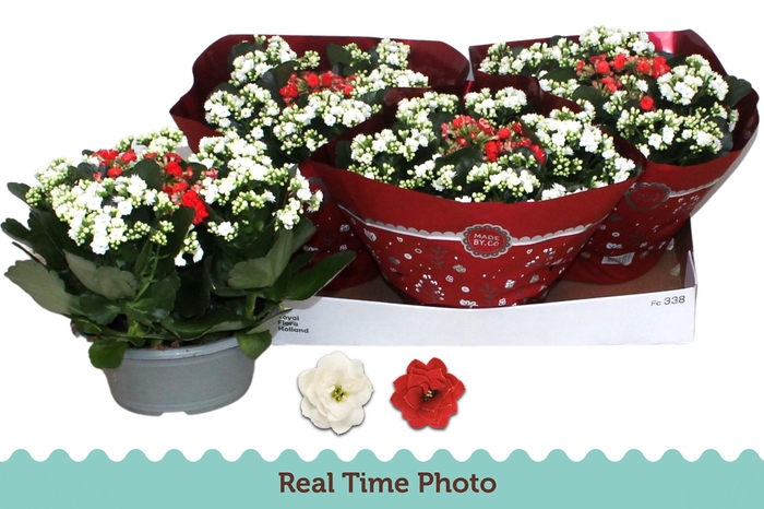 <h4>KAL GE GEM 2 KL</h4>