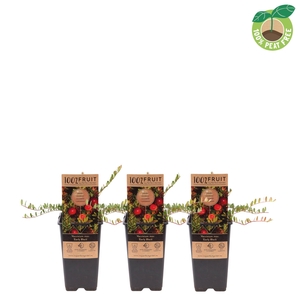 Vaccinium mac. 'Early Black', P15