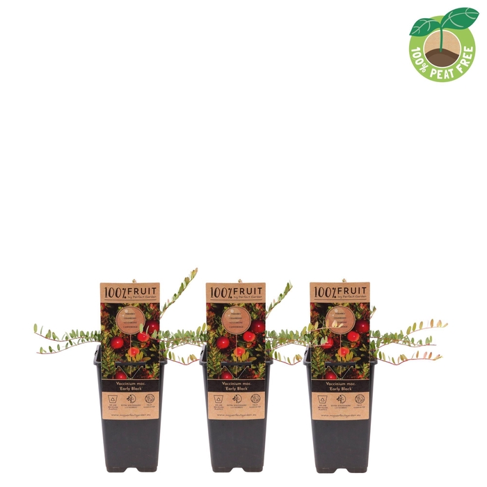<h4>Vaccinium mac. 'Early Black', P15</h4>