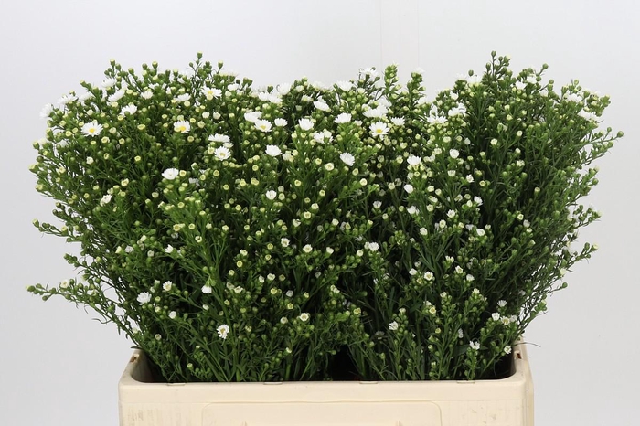 <h4>Aster Paquita</h4>