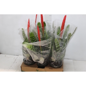 VRIESEA SPLENDENS P14