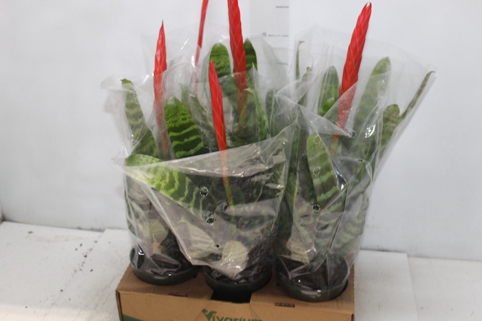 VRIESEA SPLENDENS P14
