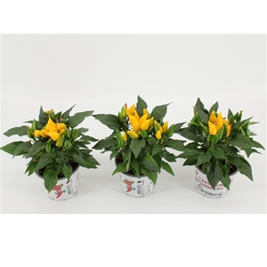 Capsicum Sombrero Yellow